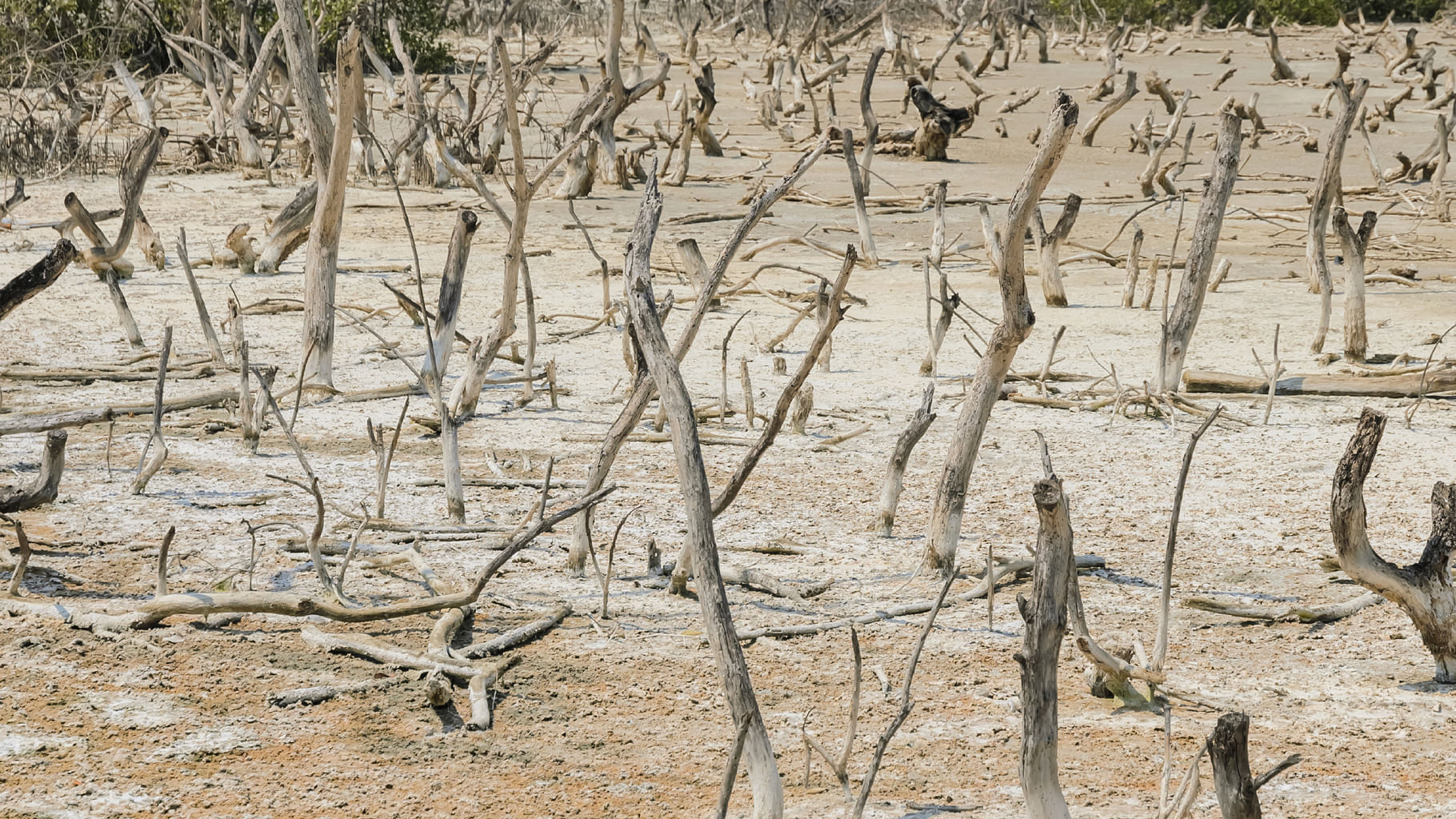 Dead mangrove tree. (Photo: iStockphoto)