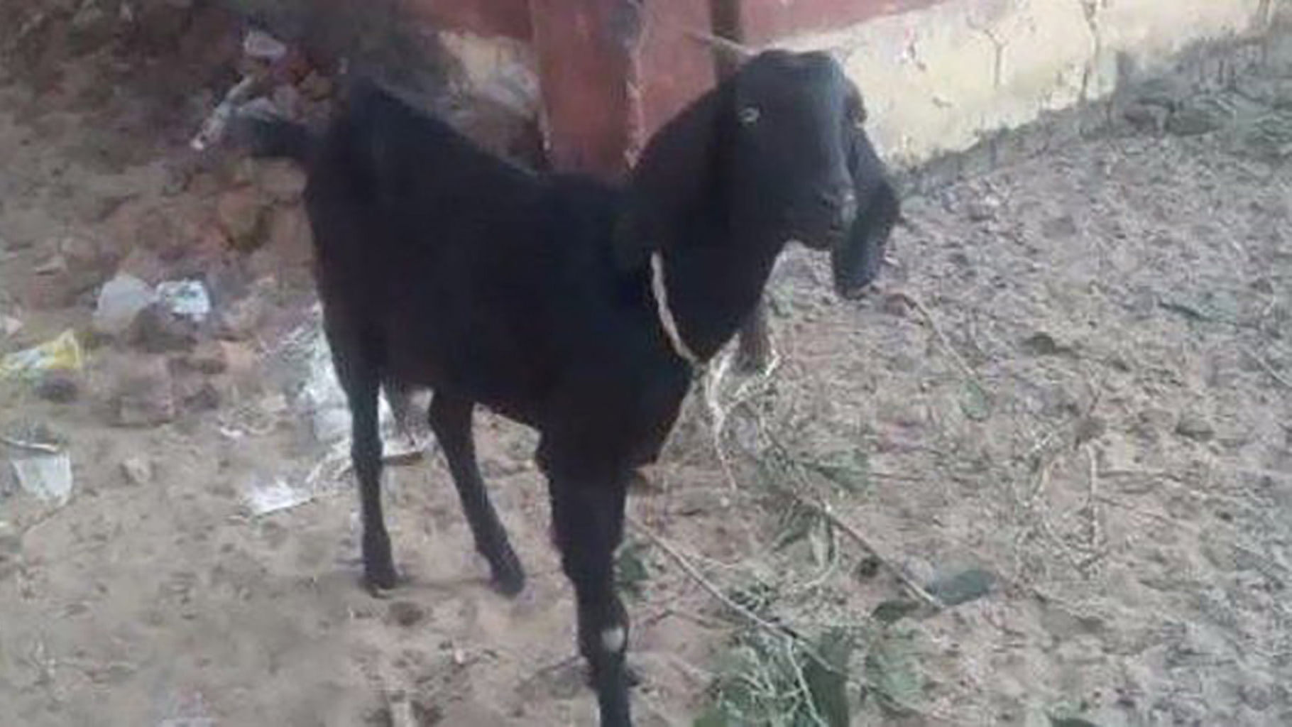 The goat who dared to follow its natural instinct. (Photo: ANI)