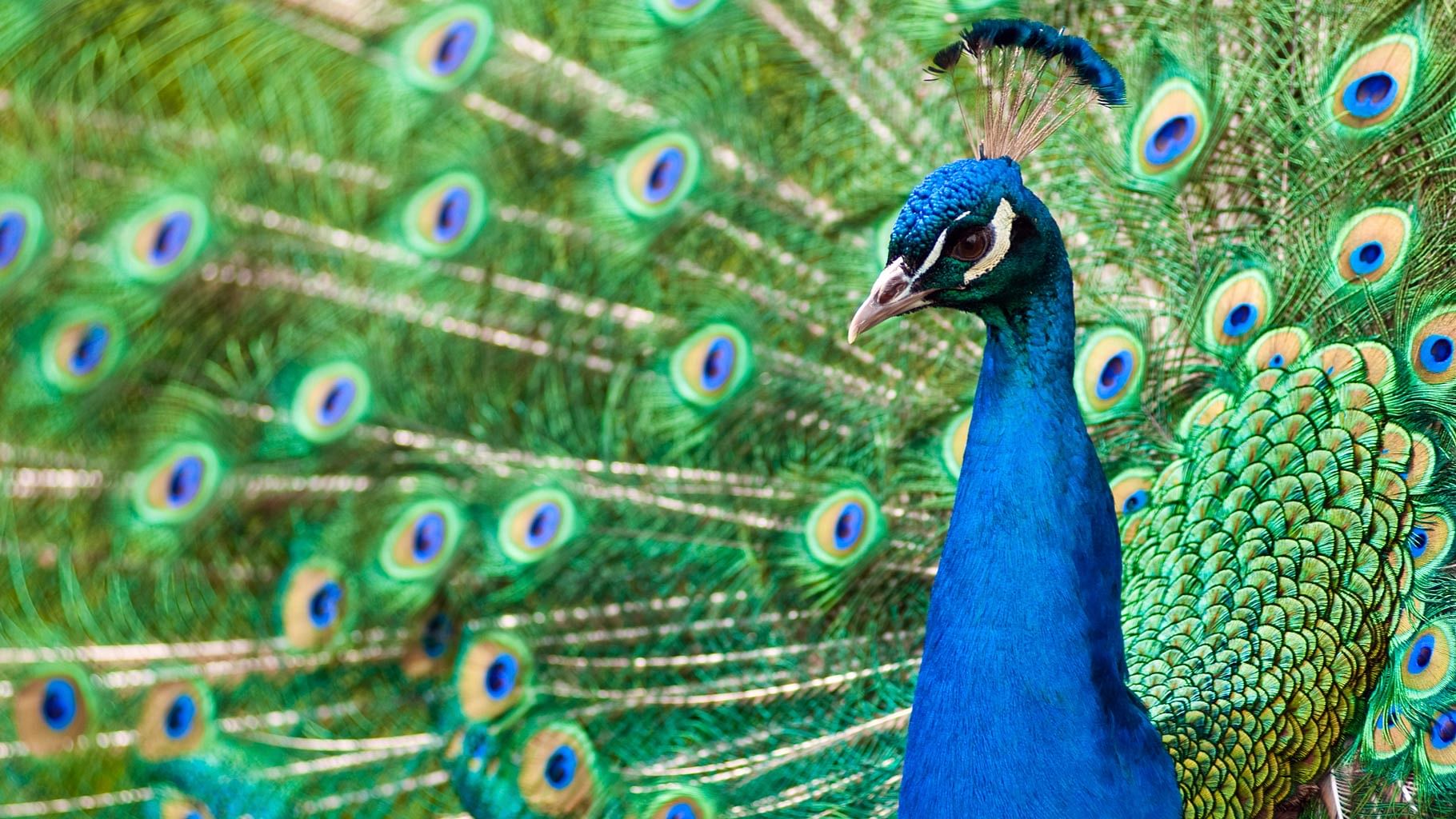 The Goa govt had proposed listing national bird as ‘vermin’. (Photo: iStockphoto)