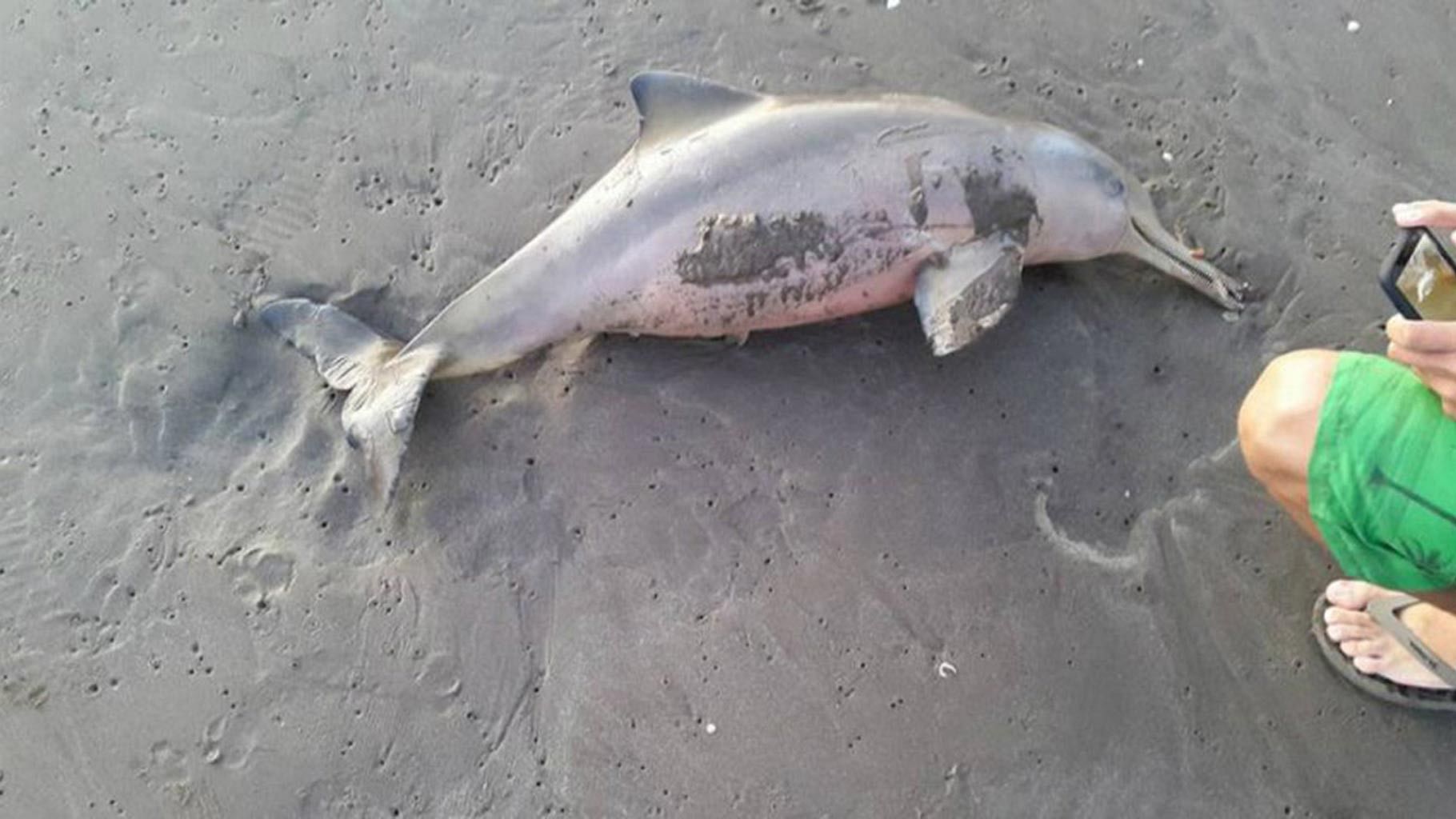 Baby dolphin left discarded on beach after it dies. (Photo: <a href="http://www.thesun.co.uk/sol/homepage/news/6938412/Shocking-moment-tourist-killed-baby-dolphin-by-parading-it-along-beach-so-holidaymakers-could-take-selfies.html">The Sun</a>)