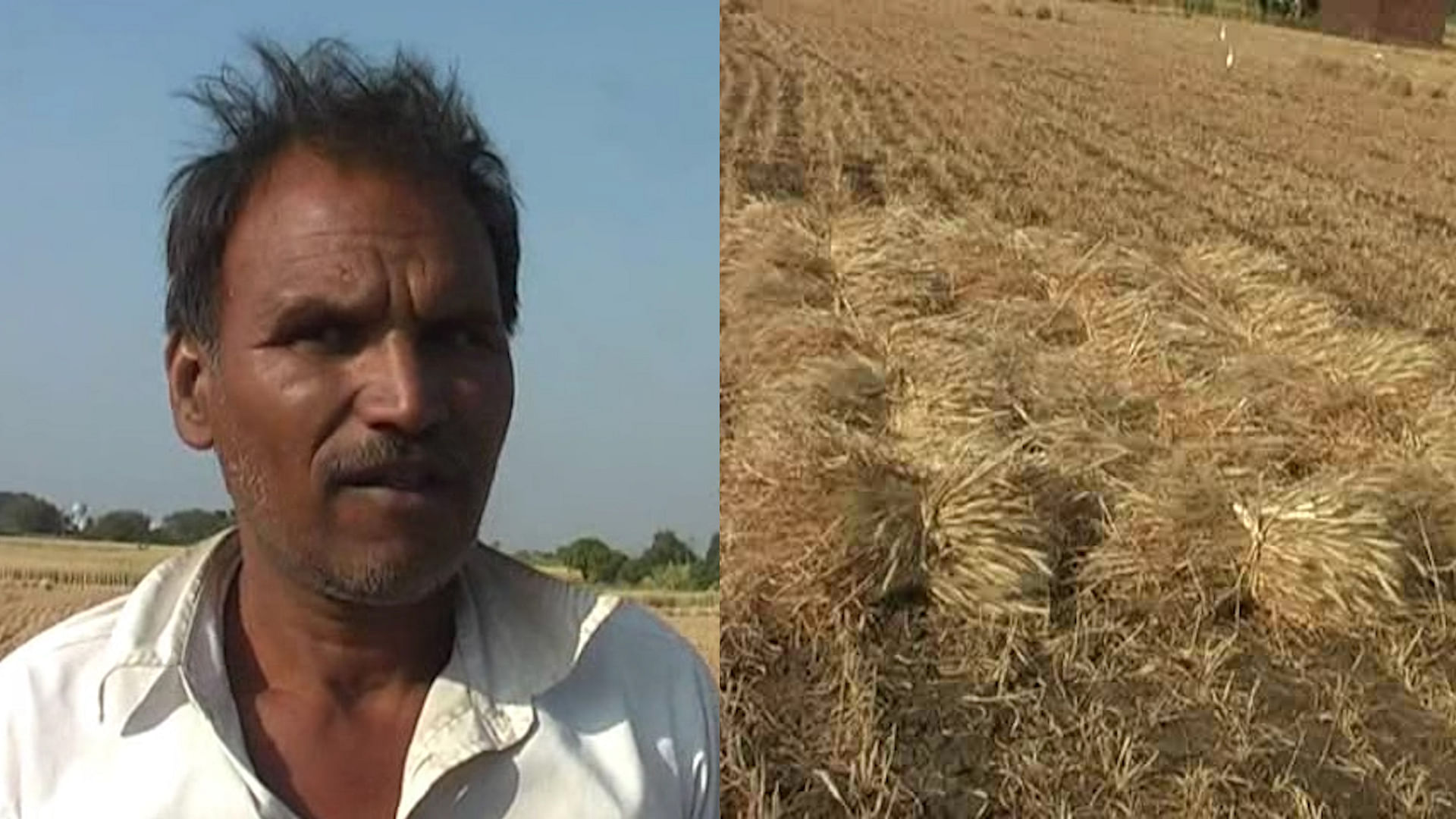 Farmers in Sehore, Madhya Pradesh were asked to cut their standing crops prematurely to make way for PM Modi’s upcoming rally. (Photo: Altered by <b>The Quint</b>)