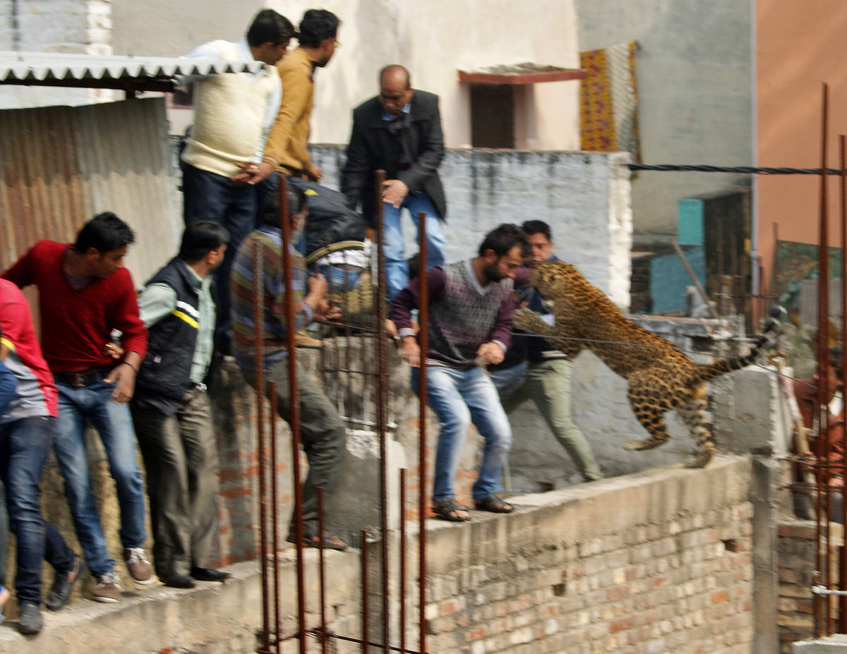 Five lessons to be learnt from the Bangalore leopard Saga that kept schools closed for 10 hours. 