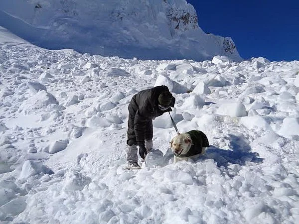 A furry rescuer assists. (Photo Courtesy:<i> </i>The News Minute)