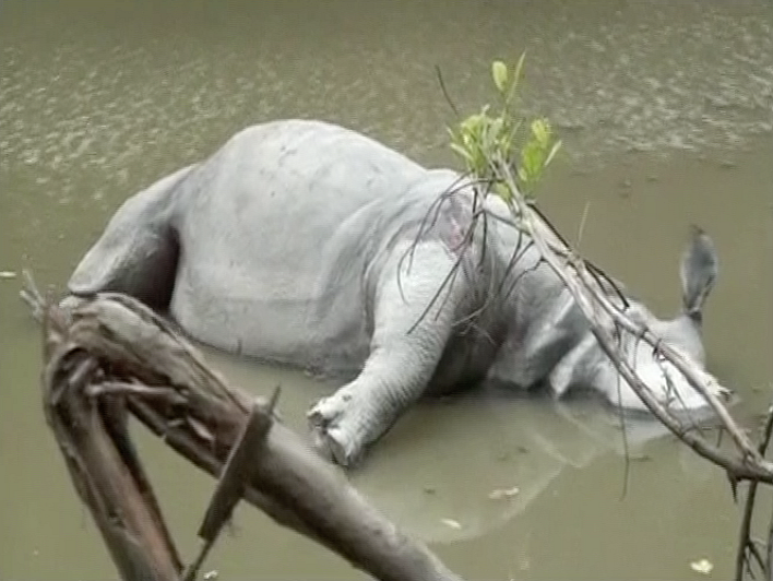 The female rhino that was killed by poachers. (Photo: ANI)