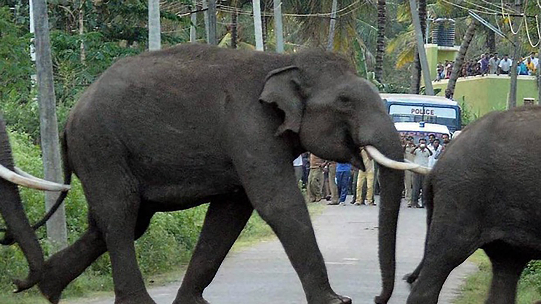 Elephants crossing a road in Tamil Nadu. (Photo: PTI)