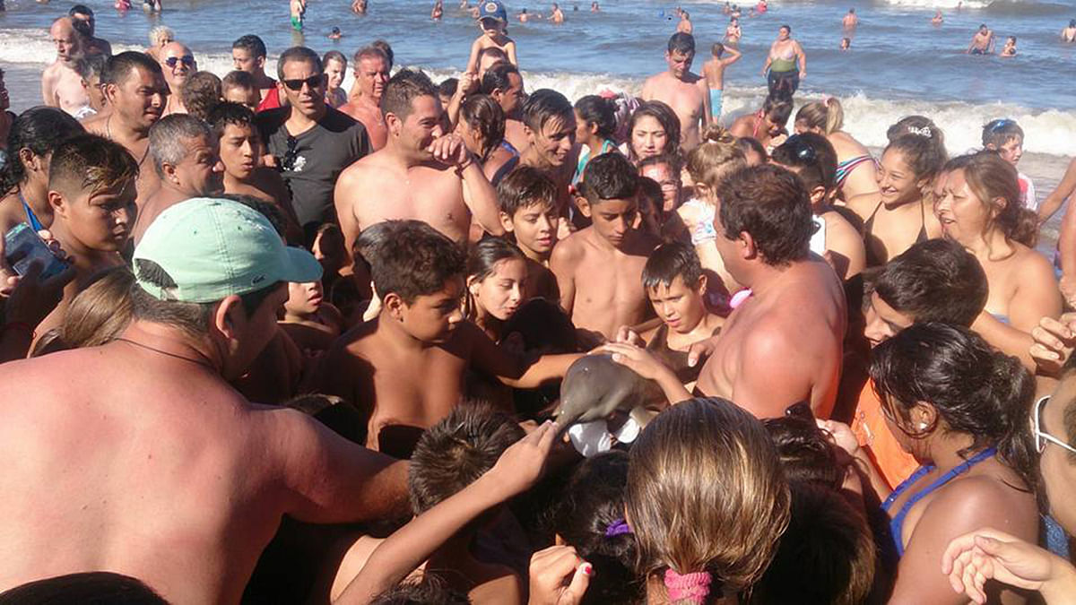 A dolphin died on an Argentinian beach  as the tourists paraded it around for selfies.