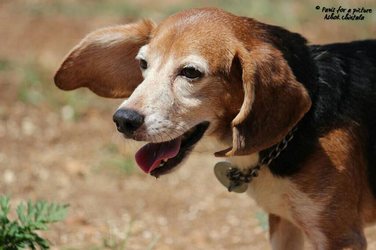 This is heartening: about 64 dogs have been freed from a Bangalore laboratory and will be up for adoption on 6 Feb.
