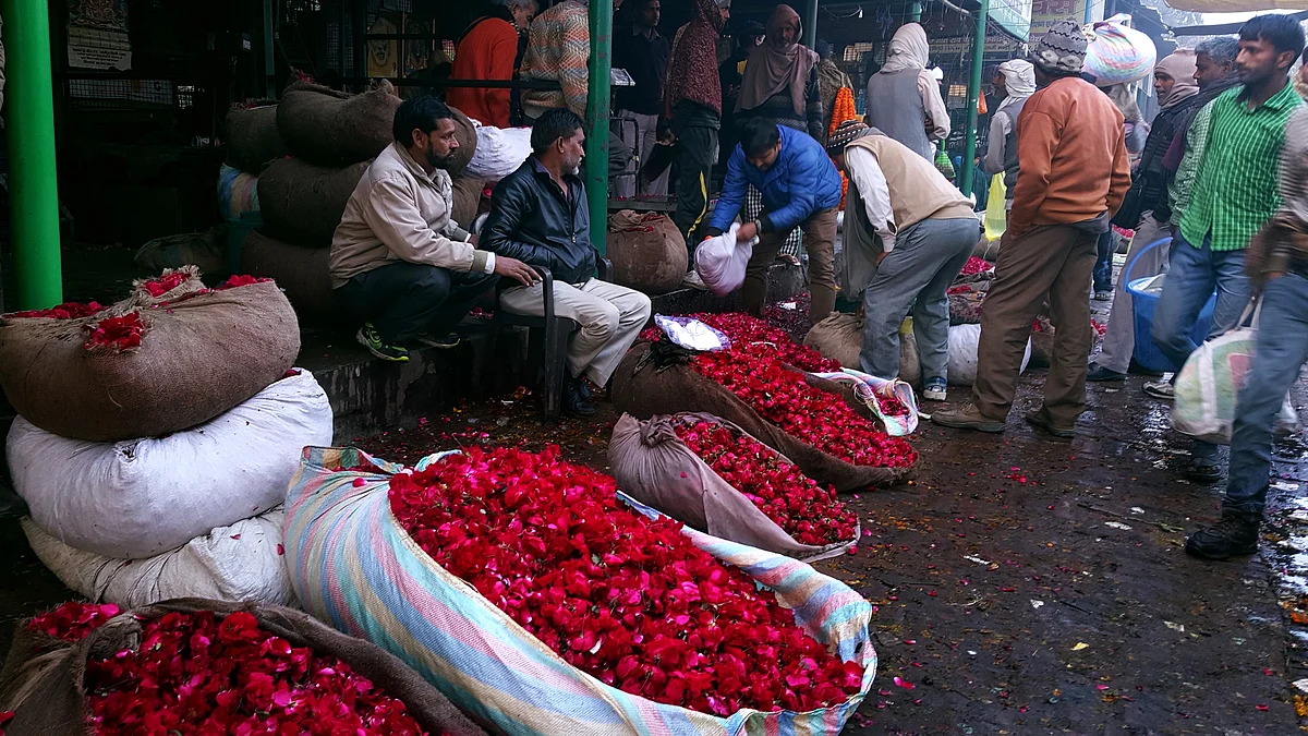Roses from Delhi can survive warm weather. (Photo: Prashant Chahal/<b>The Quint</b>)