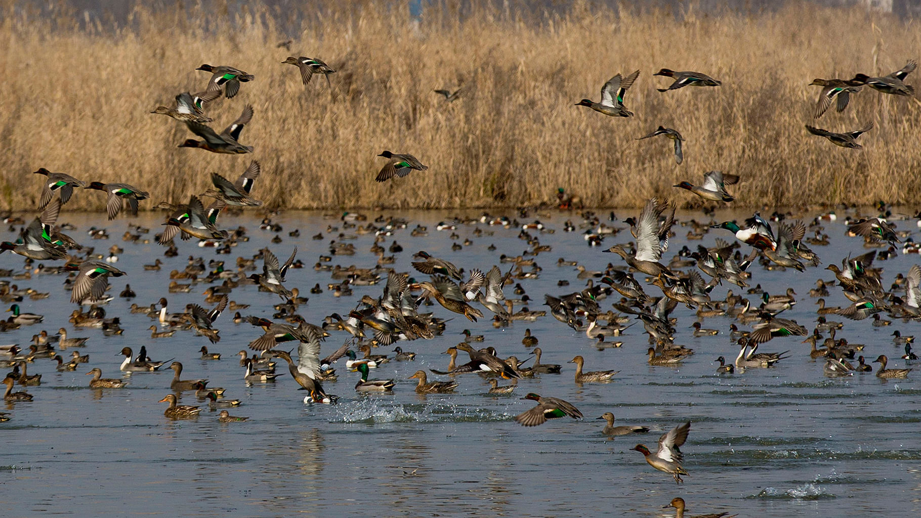 

Migratory birds fly above wetlands in Hokersar, 16 kilometers north of Srinagar. (Photo: AP)