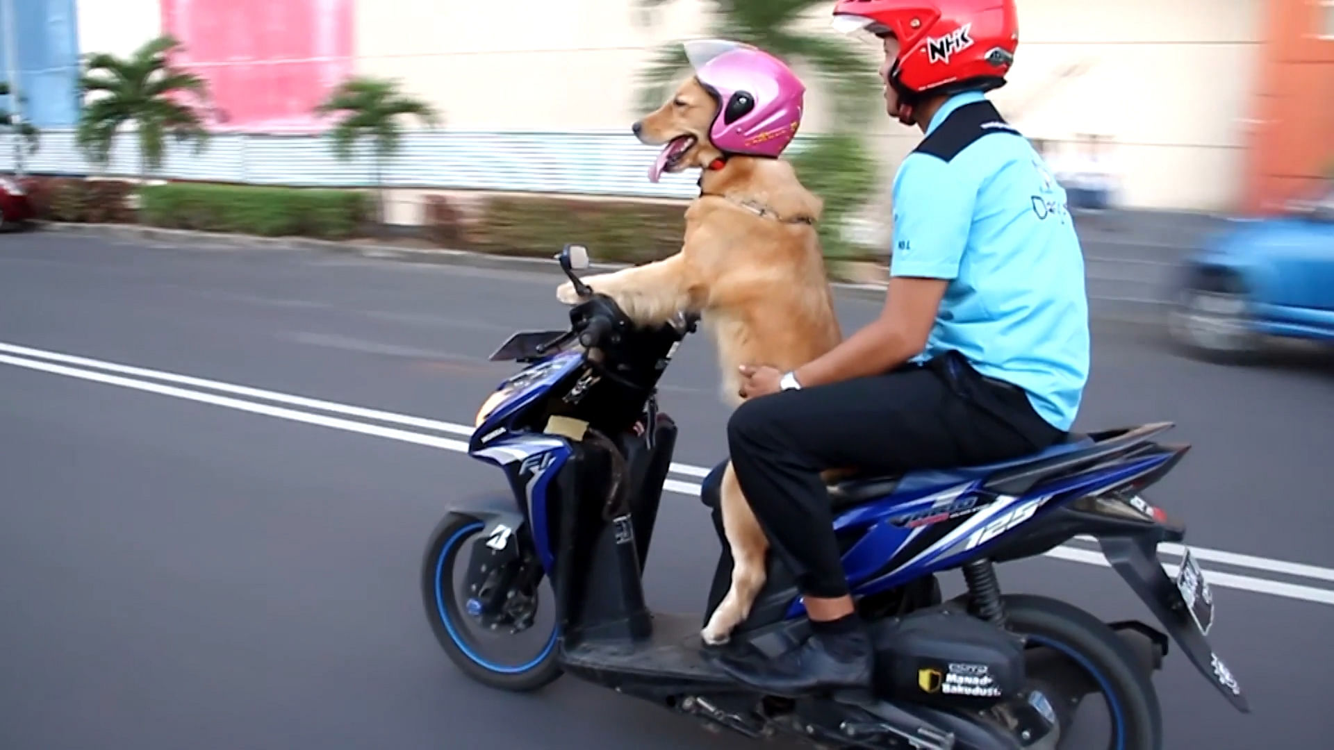 Stylish dog, Sydney rides her scooter in Indonesia (Photo: AP/Cater News screengrab)