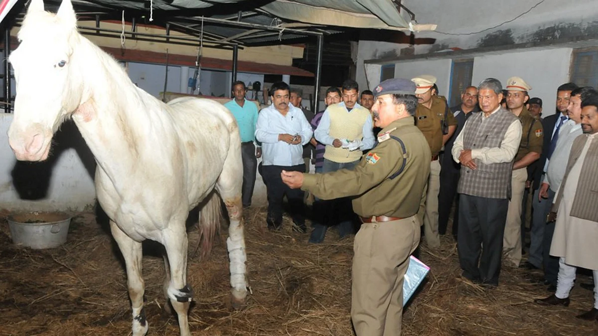Uttarakhand CM Harish Rawat inquiring about the health of Horse. (Photo: ANI)
