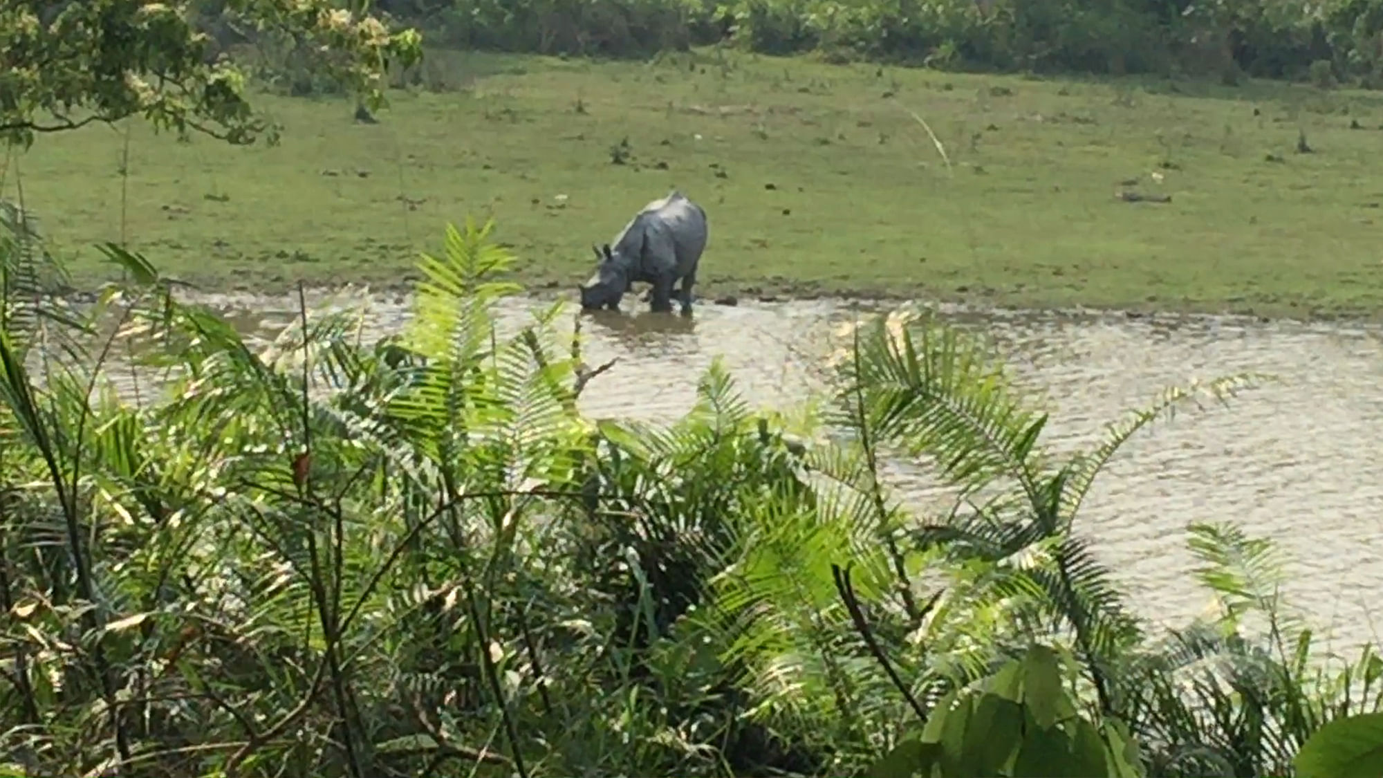 The great one-horned rhino is the reason for the  livelihood of the people staying in and around the Kaziranga National Park. (Photo: <b>The Quint</b>)