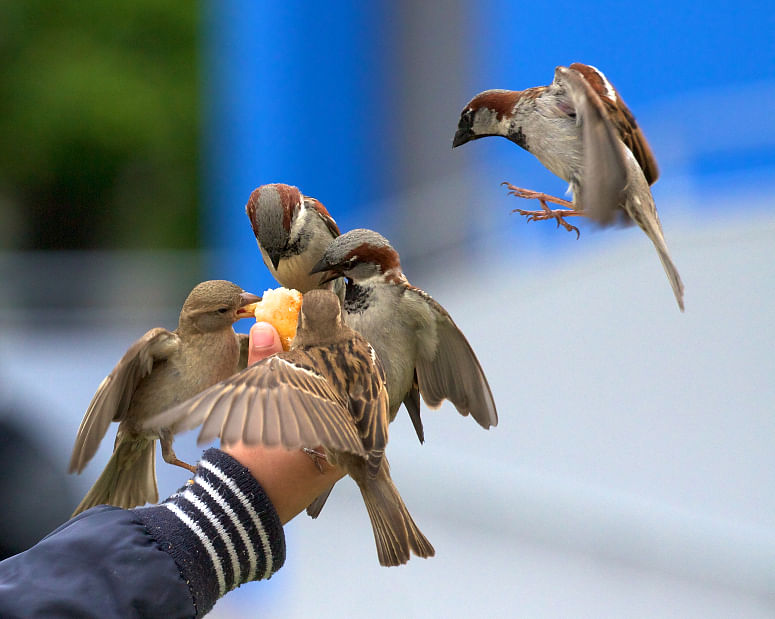 On World Sparrows Day, take a moment to see if you can do for making sure that the sparrows can thrive in our cities.