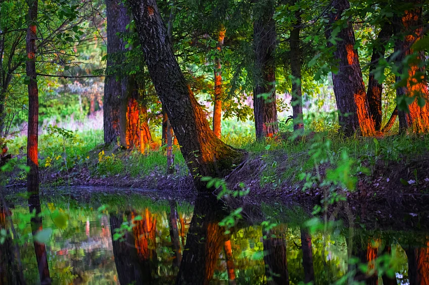 Birch trees near the water in the sunlight at sunset. (Photo: iStockphoto)