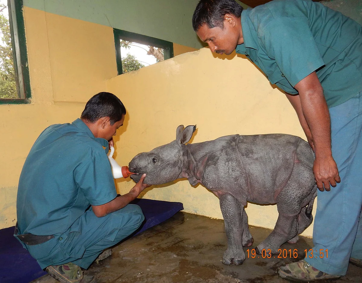 Veterinarians providing supportive care to a rhino calf admitted at Centre for Wildilfe Rehabilitation and Conservation (CWRC), the Assam Forest Department and IFAW-WTI jointly run wildlife care centre. The calf was found alone near Donga forest camp of Bagori forest range of Kaziranga National Park on 19th March 2016. (Photo Courtesy: Panjit Basumatary/IFAW-WTI)