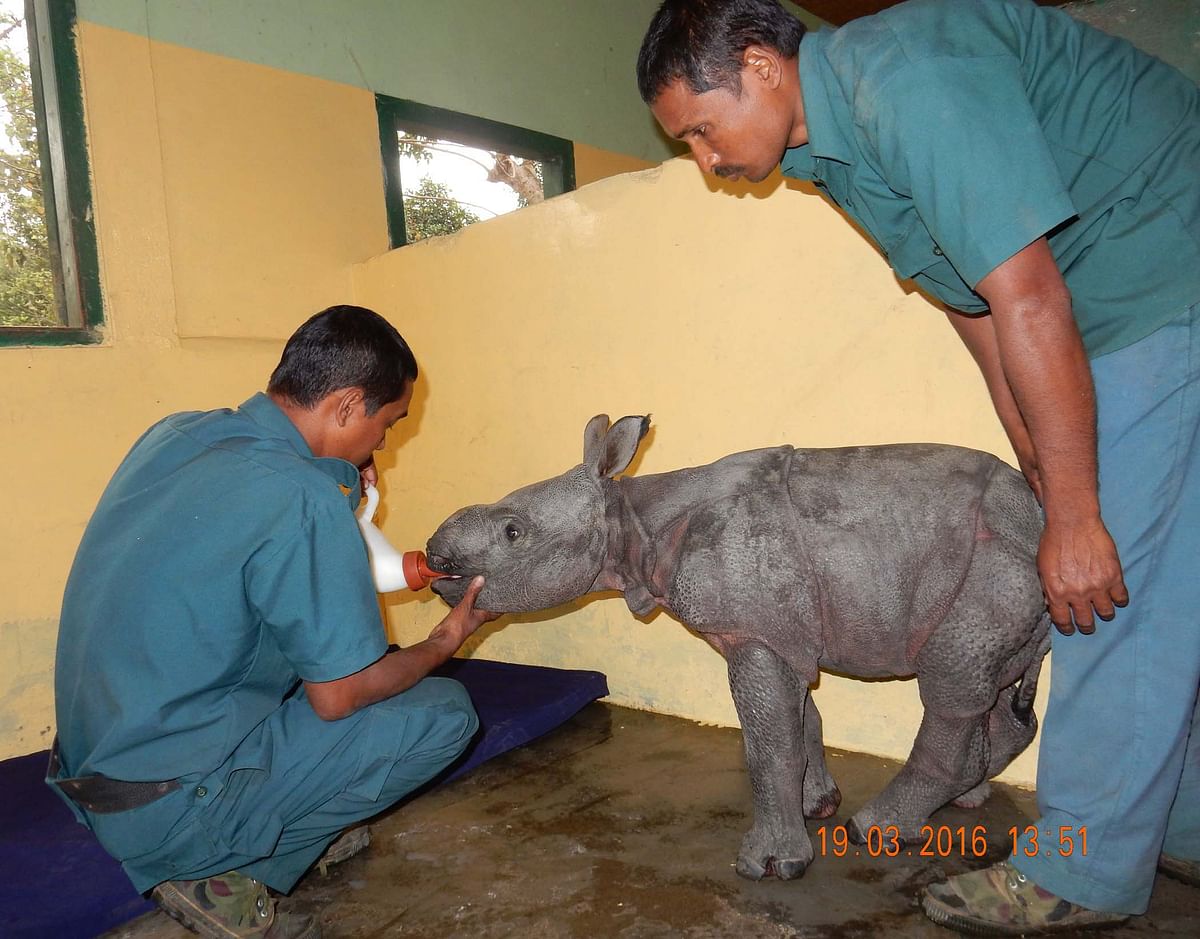 

The great one horned rhino is the reason for existence and livelihood for most in Kaziranga national Park.