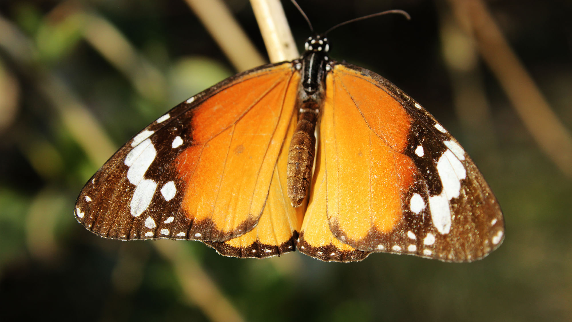 A butterfly in the Yamuna Biodiversity Park. (Photo: Shiv Kumar)