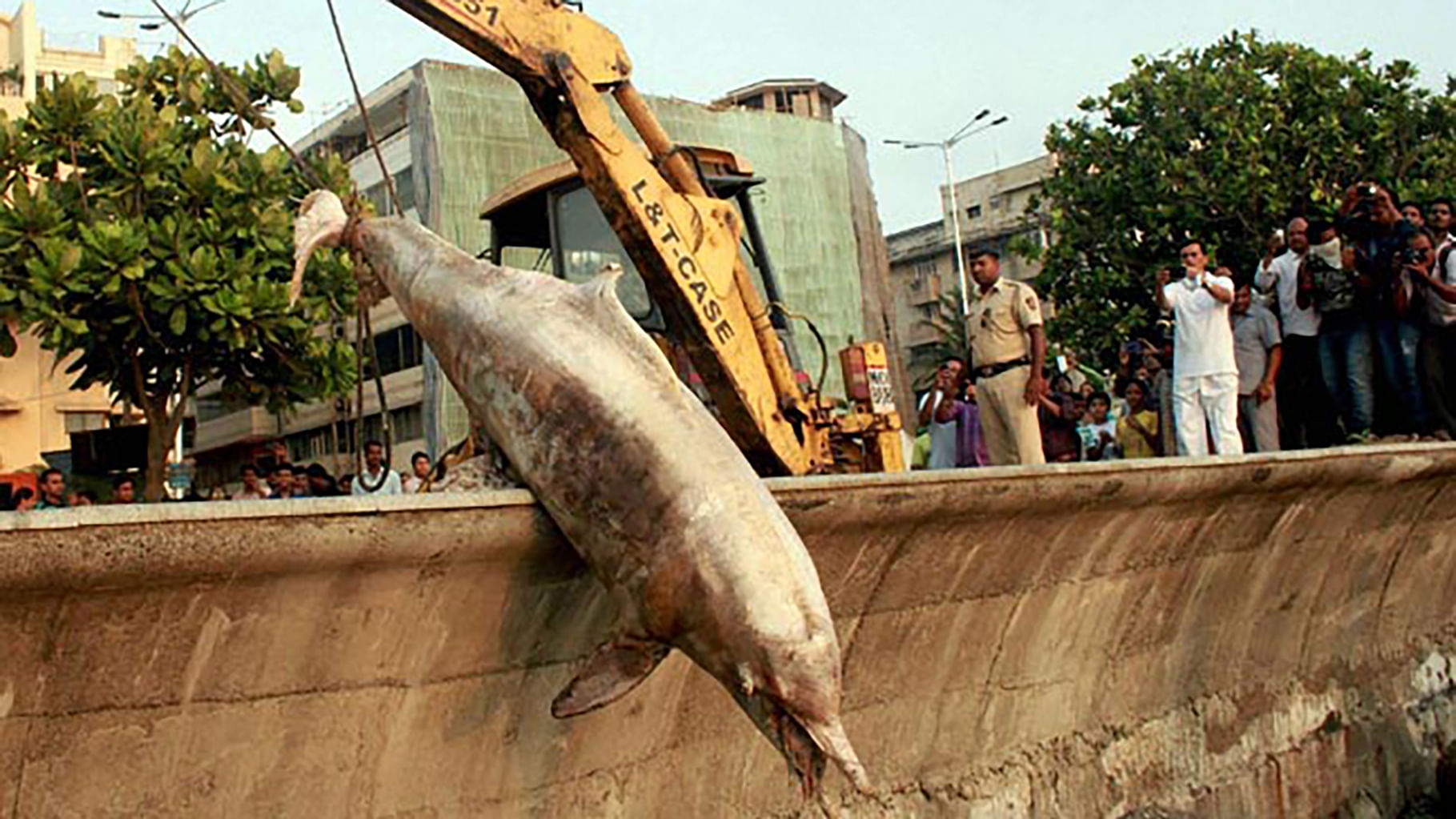 A 10 ft dead dolphin that was found near Marine Drive in
Mumbai in April last year. (Photo: PTI)