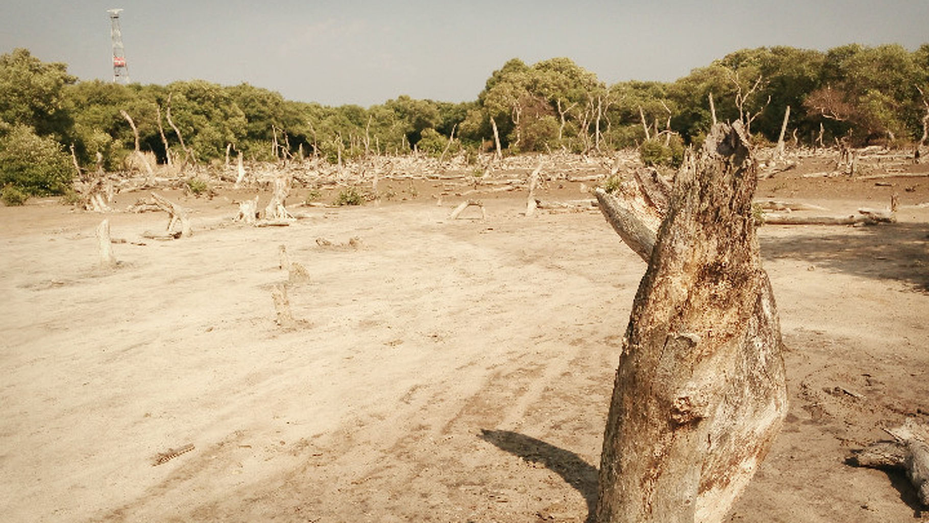 Dry patches and atrophied trees are now part of once marshy mangroves. (Photo Courtesy: <i>The News Minute</i>)
