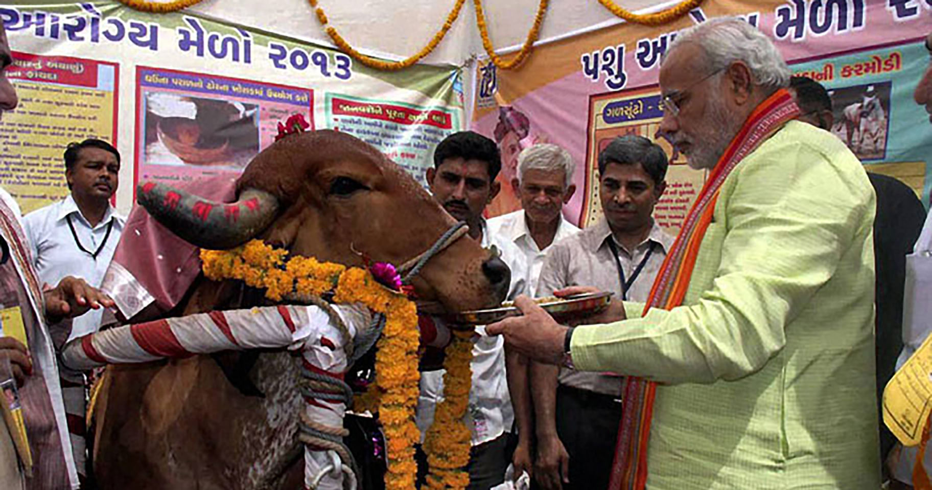 Cow Crisis in Gujarat: Will BJP Survive Bovine Blow in Its Upcoming Elections?