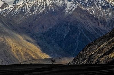 

Dr Ravi Kumar took  an eight-day photography vacation through the breathtaking terrain of Kashmir, Leh and Ladakh.