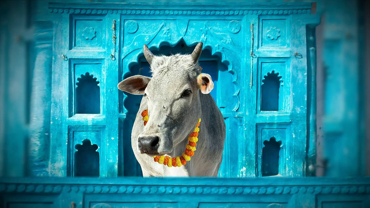 Many farmers are simply abandoning their cattle. (Photo: <b>The Quint</b>)