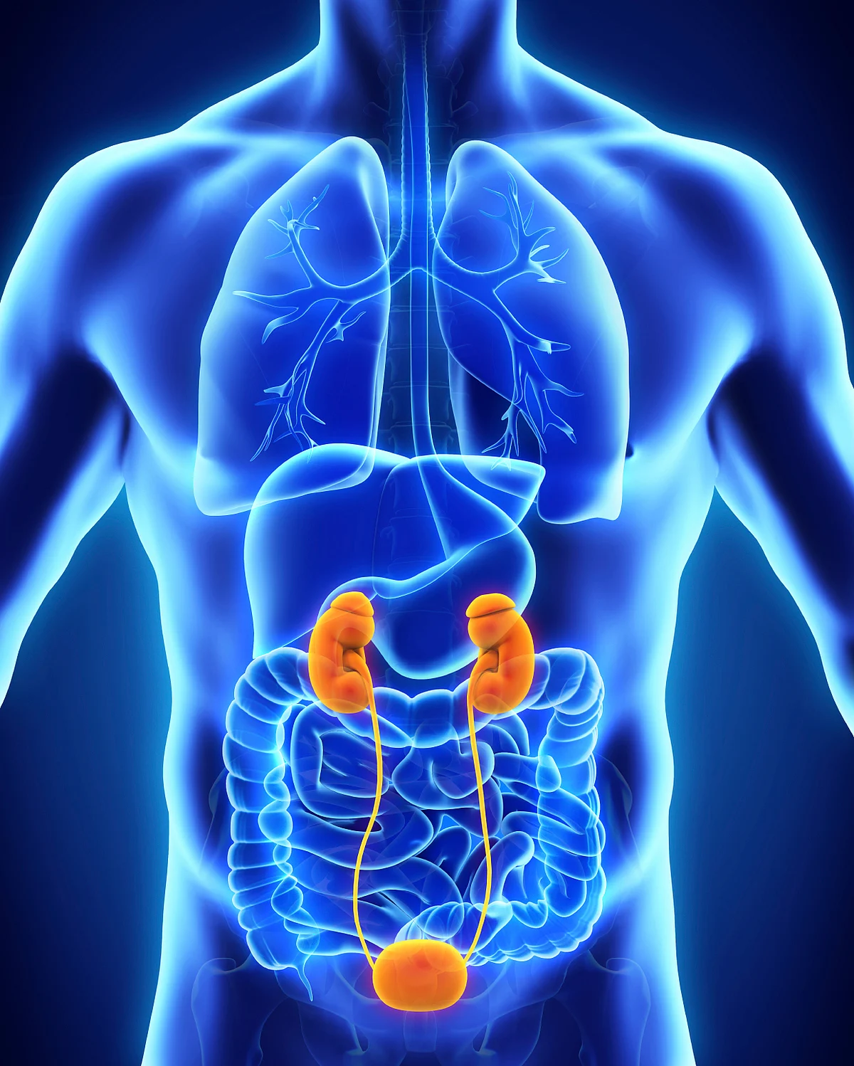 This life-saving technique can slay the waiting period of kidney transplants (Photo: iStock)