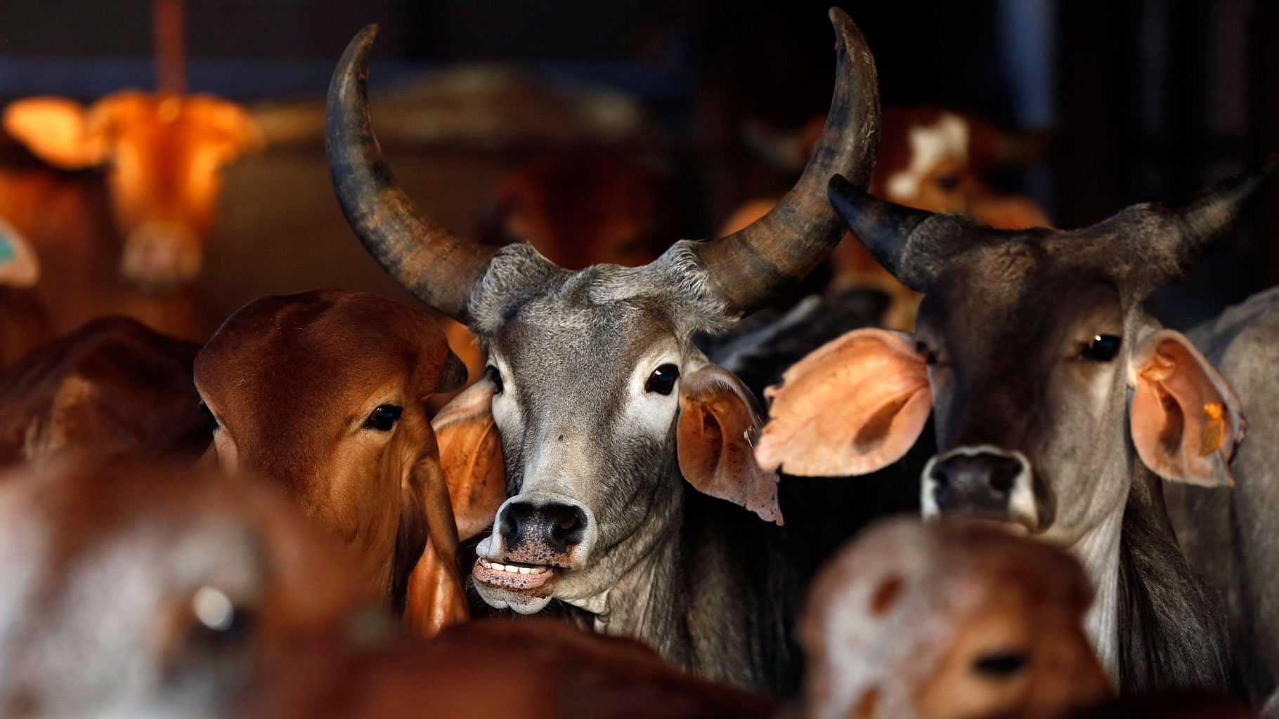 Representational image of cattle. (Photo: Reuters)