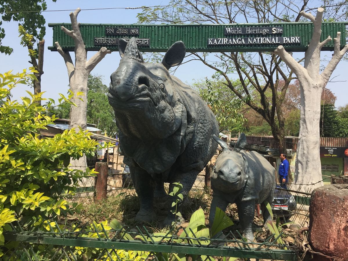 

The great one horned rhino is the reason for existence and livelihood for most in Kaziranga national Park.