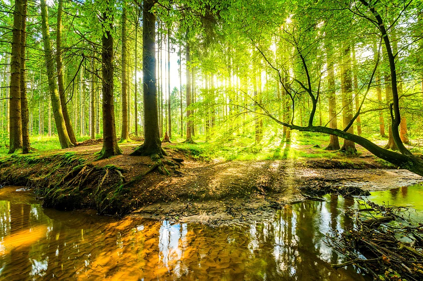 Forest with creek. (Photo: iStockphoto)