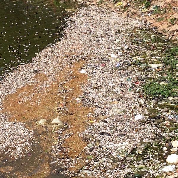Untreated sewage flowing into the Ulsoor lake chokes the life out of the lake.