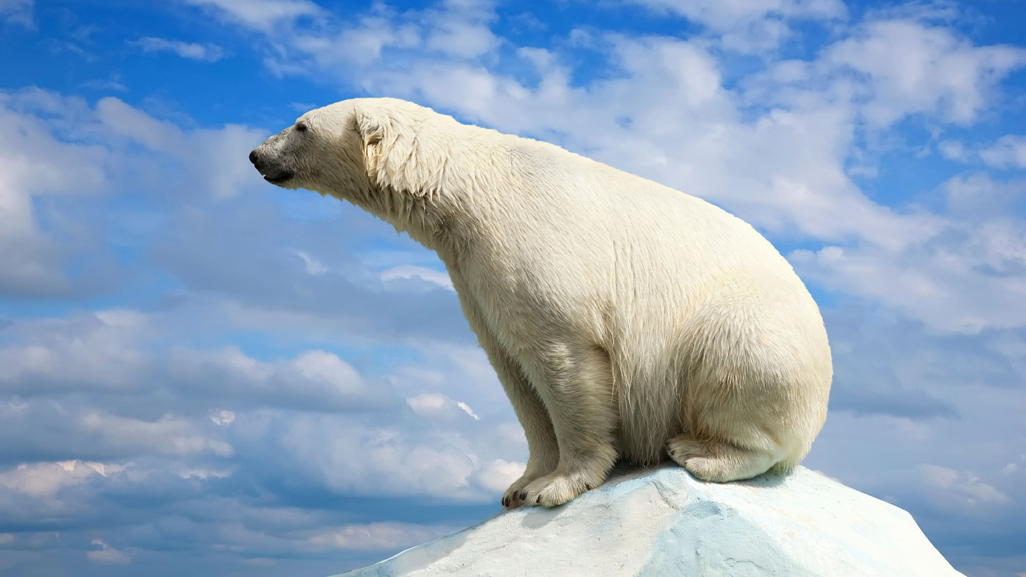 Wet polar bear (Photo: iStockphoto)