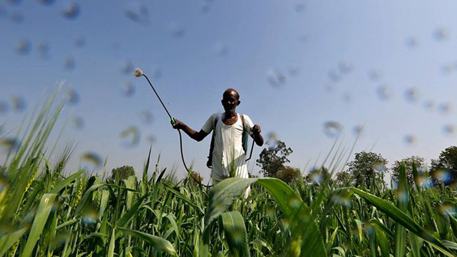 A farmer sprays a mixture of fertilizer and pesticide onto his wheat crop. Image used for representation.