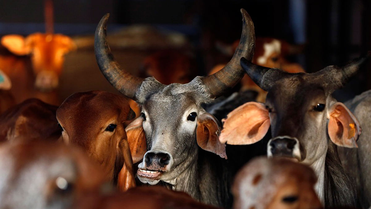 A ban on sale of cattle for slaughter in Maharashtra is threatening to push millions of farmers into penury.