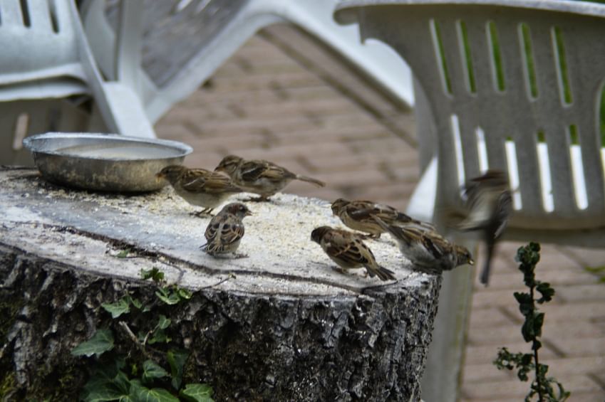 On World Sparrows Day, take a moment to see if you can do for making sure that the sparrows can thrive in our cities.