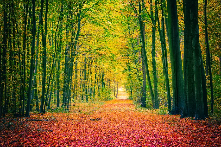 Autumn park. (Photo: iStockphoto)