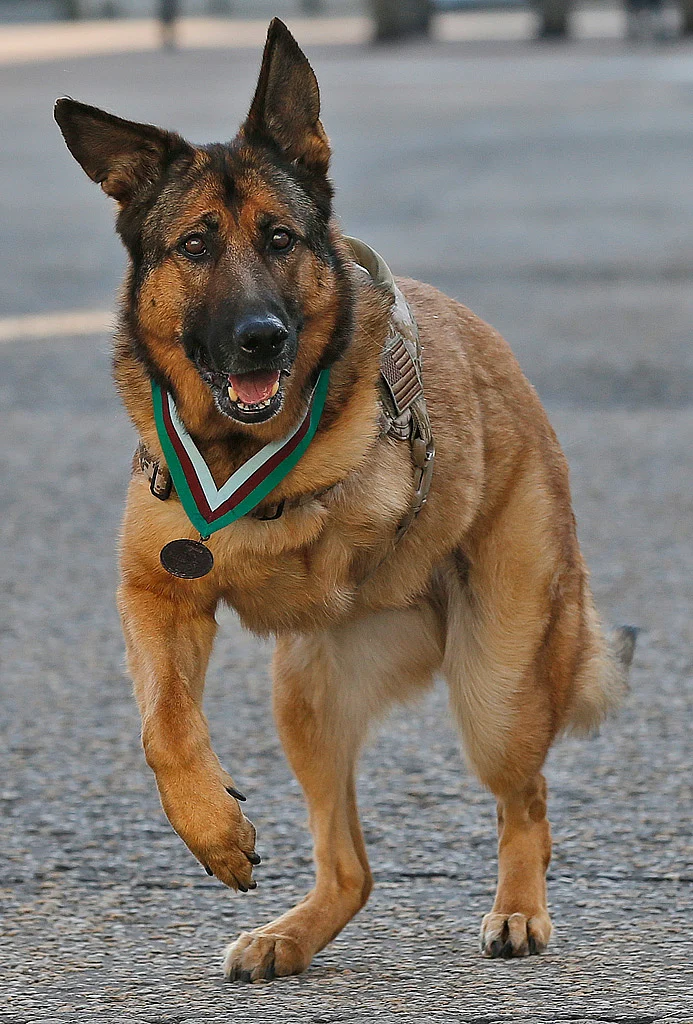 Lucca, a 12-year-old German Shepherd, won the Dickin Medal, the animal equivalent of the Victoria Cross, a decoration for bravery. (Photo: AP)