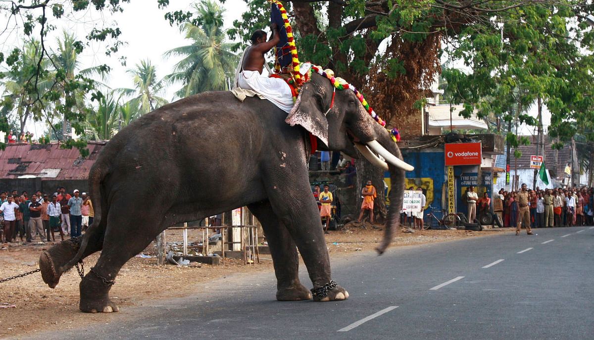 Why Kerala temples are turning into disaster zones with competitive fireworks, accidents, and elephants running amok.