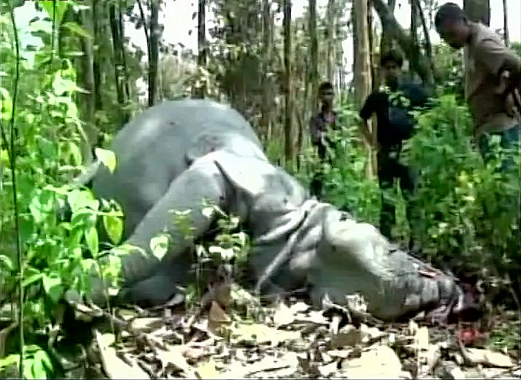 Rhino was found killed by poachers in Kaziranga National Park within 12 hours of ‘Will-Kat’ visited the wildlife reserve. (Photo Courtesy: ANI)