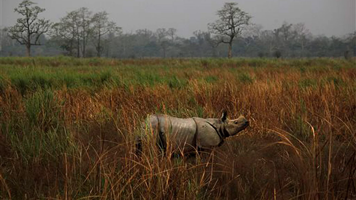 The endangered one- horned rhino ( Photo : AP )