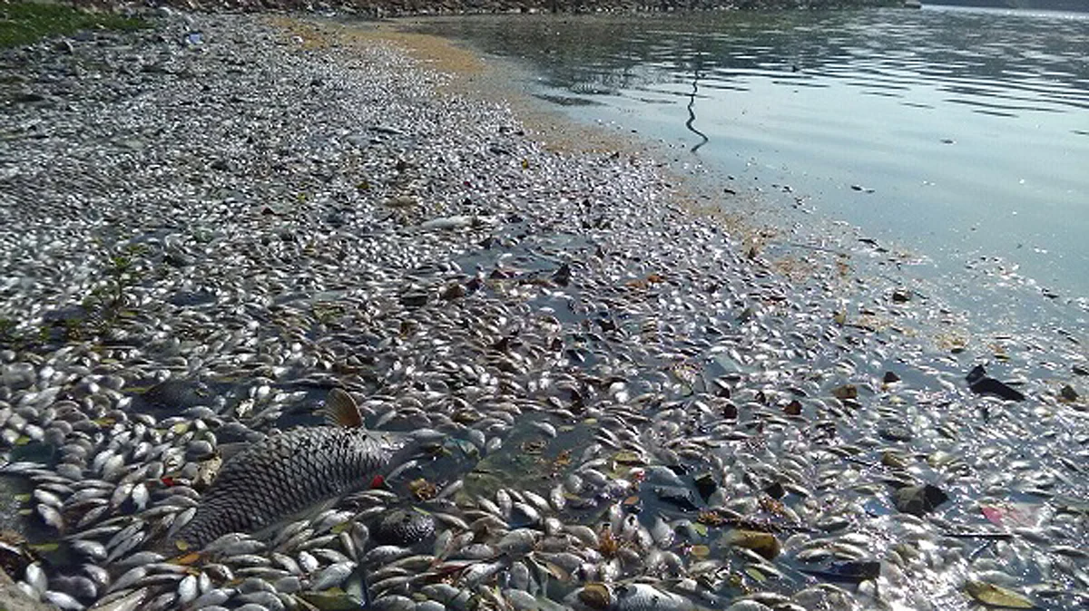 Thousands of fish were found floating in Bengaluru’s Ulsoor lake. (Photo Courtesy: <i>The News Minute</i>)
