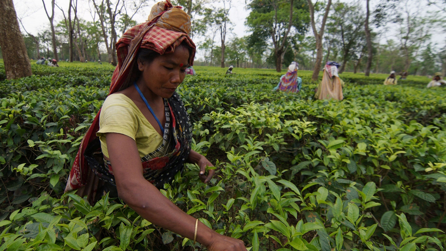File photo of tea gardens in Assam. (Photo: IANS)