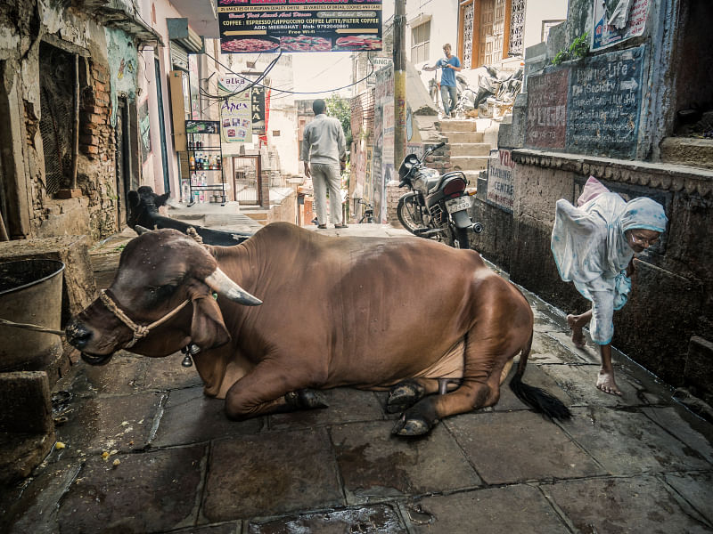 The beef ban in several states isn’t just farmer-unfriendly – it’s cow-unfriendly too.