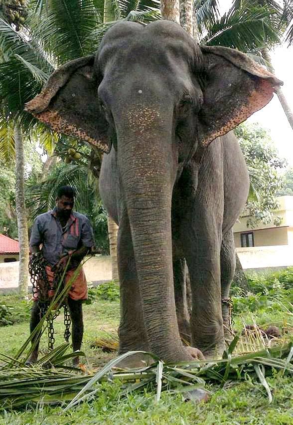 The 85-year old Elephant has been living in captivity and is cared for by the Travancore Devaswom Board.
