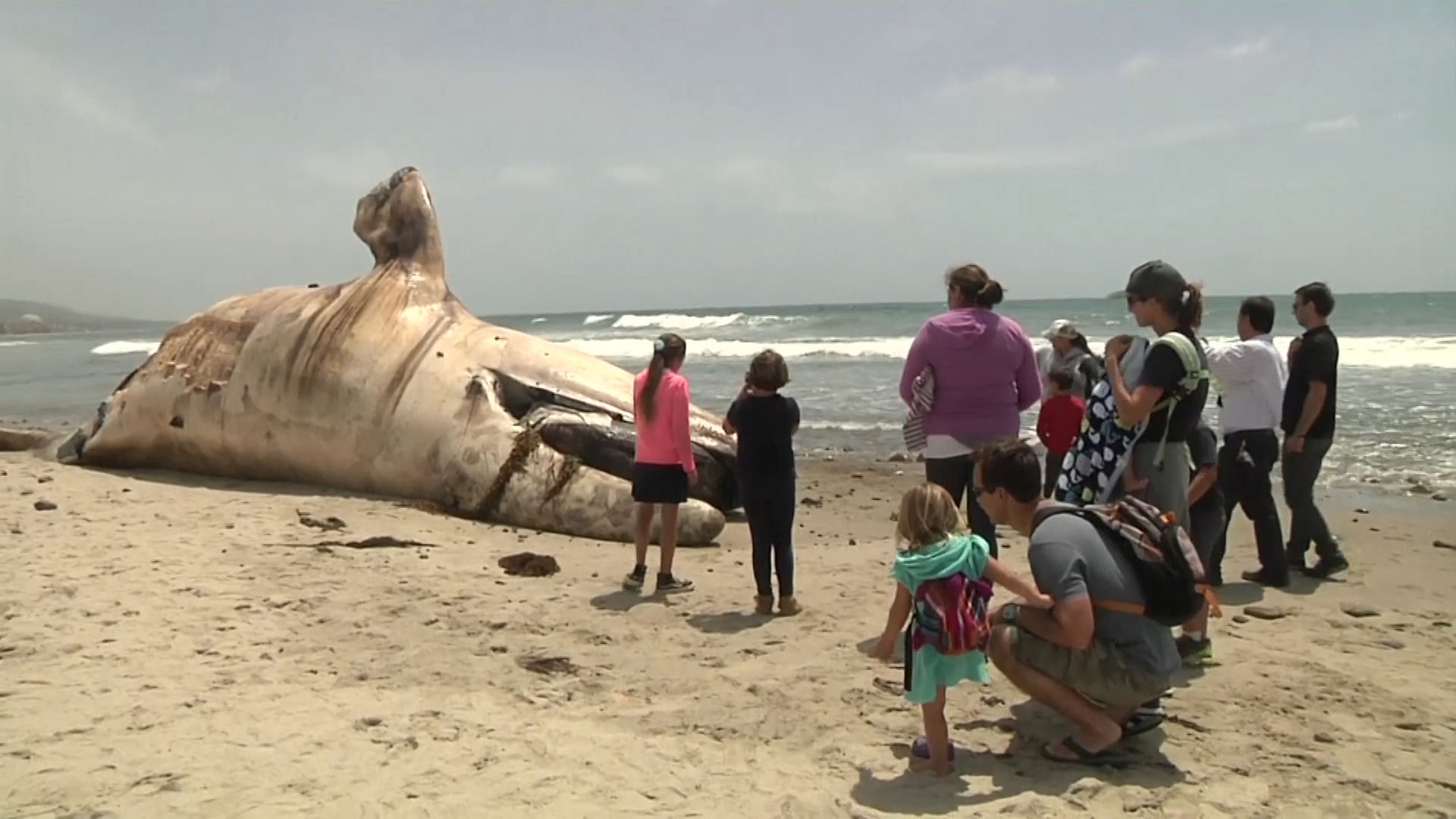 A massive carcass of a gray whale rotting at a popular California surfing spot on Tuesday. (Photo: AP Screengrab)