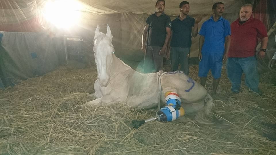 Shaktimaan, the police horse, suffered  amputation of one his legs after he was allegedly attacked by a BJP MLA.