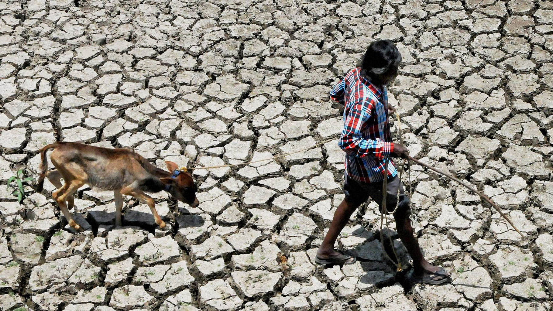 A farmer walk with a calf on parched lake bed at drought-hit Hukunda near Chikmagalur in Karnataka.&nbsp;
