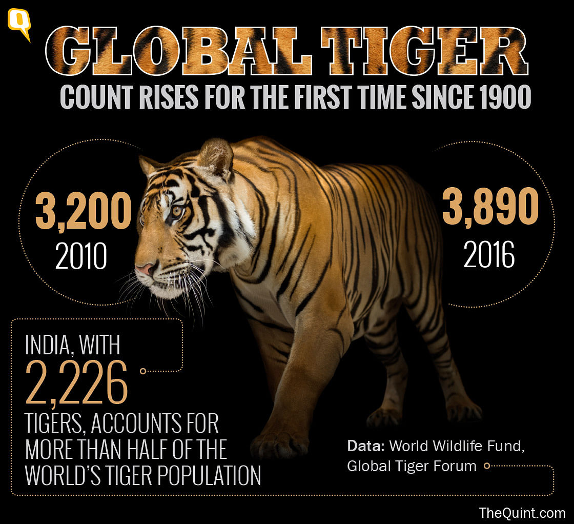 Though India, Russia, Bhutan and Nepal counted more tigers since the last surveys, Southeast Asian nations struggled.