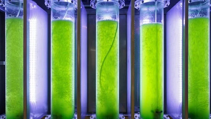 Who knew algae could be a rock star of the neuroscience world! (Photo: iStock)