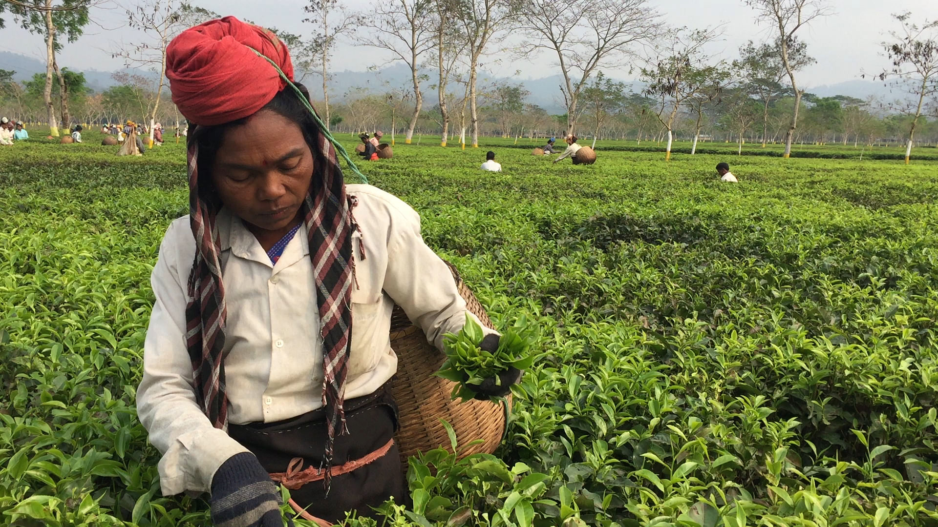 The tea tribes of Assam are one of the most backward communities in the state. (Photo: <b>The Quint</b>)